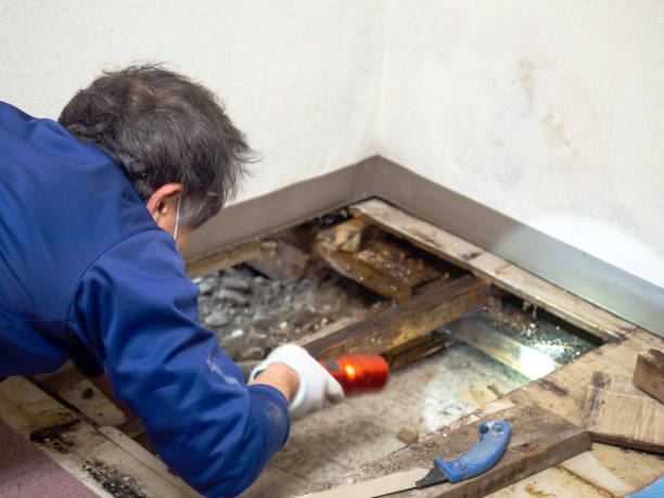 Best Toxic Mold Removal  in Channelview, TX