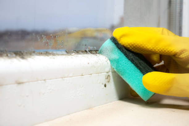 Best Fast Mold Removal  in Channelview, TX