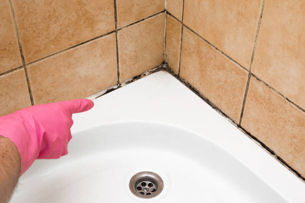 Best Emergency Mold Removal  in Channelview, TX